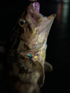 タケノコメバルの釣果