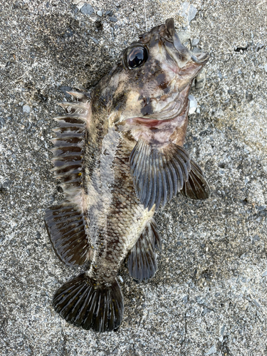 ハチガラの釣果