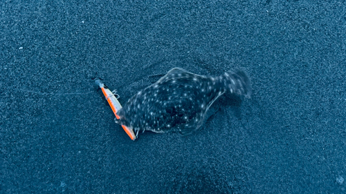 ソゲの釣果