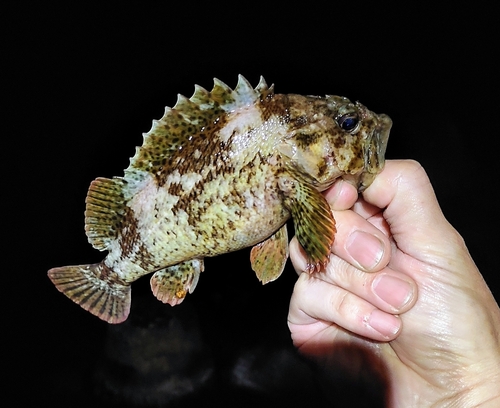 ソイの釣果