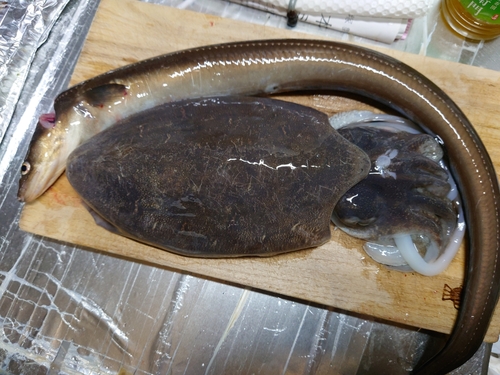 マアナゴの釣果