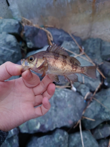 メバルの釣果