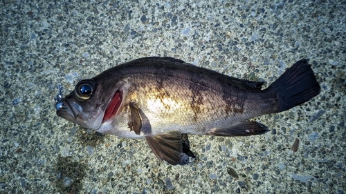 メバルの釣果