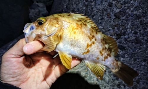 メバルの釣果