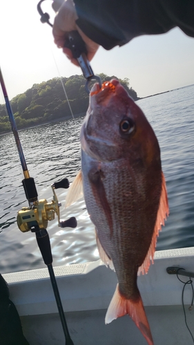 マダイの釣果