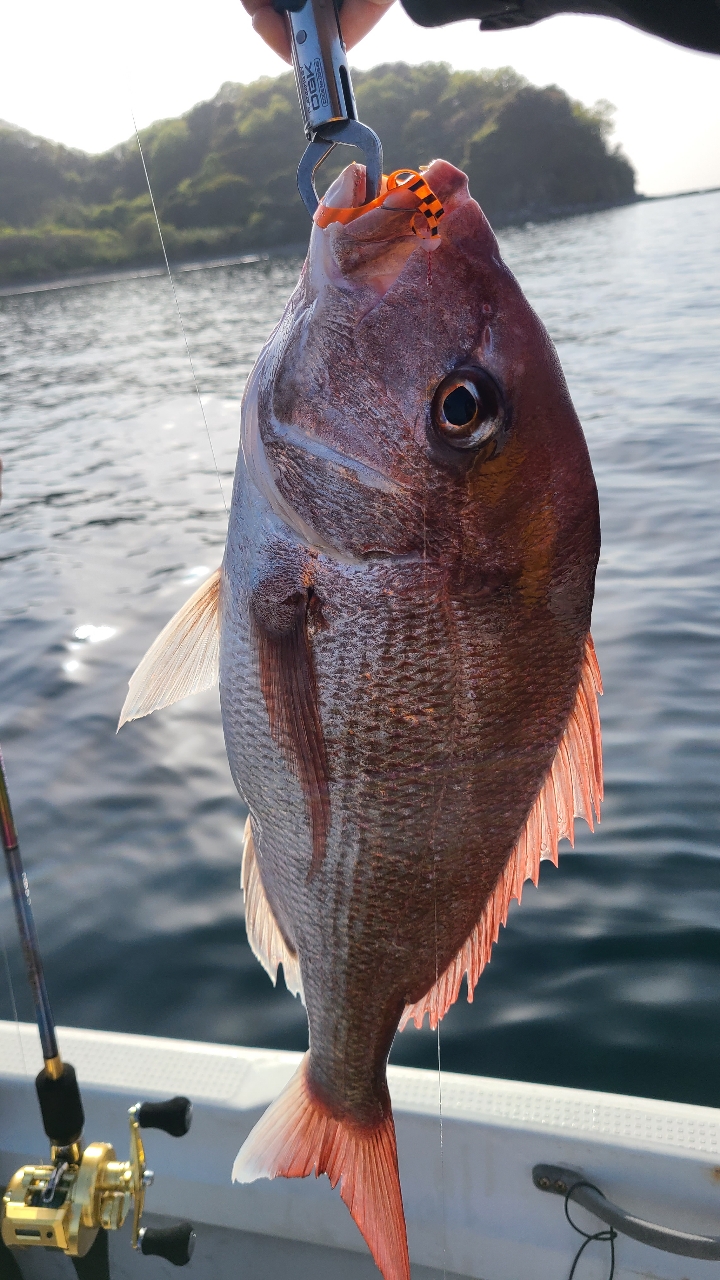 ＮＡＫＡ さんの 2024年04月15日のマダイの釣り・釣果情報(広島県