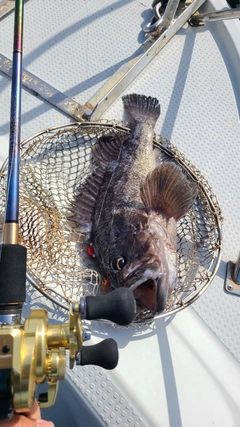 クロソイの釣果