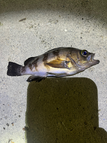 メバルの釣果