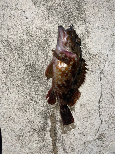 カサゴの釣果