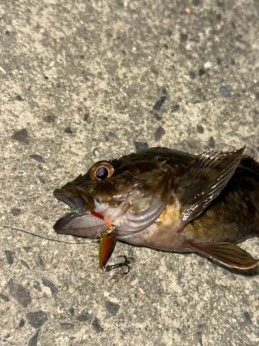 アラカブの釣果