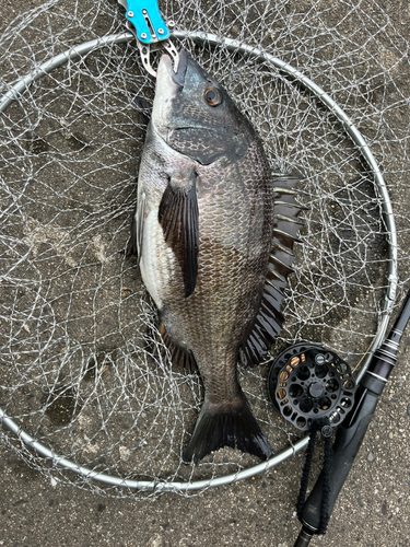 チヌの釣果