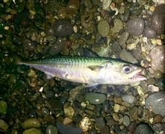 マサバの釣果