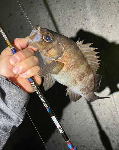 メバルの釣果