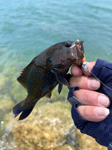 アオノメハタの釣果