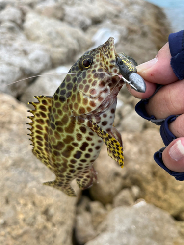 カンモンハタの釣果