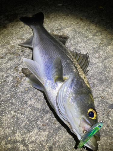 セイゴ（マルスズキ）の釣果