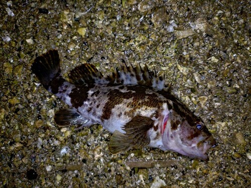 タケノコメバルの釣果