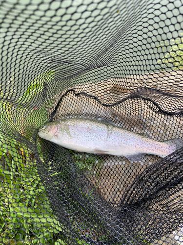 ニジマスの釣果