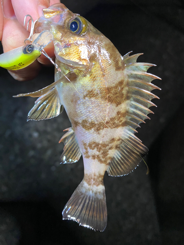 メバルの釣果