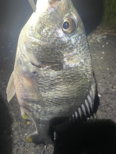 キチヌの釣果