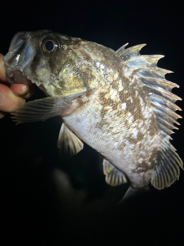 ムラソイの釣果