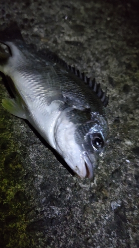 キチヌの釣果