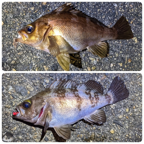 メバルの釣果