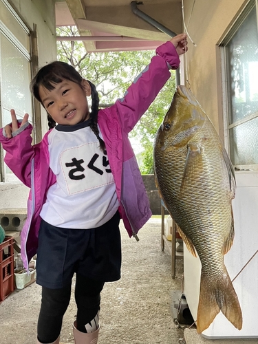 ハマフエフキの釣果