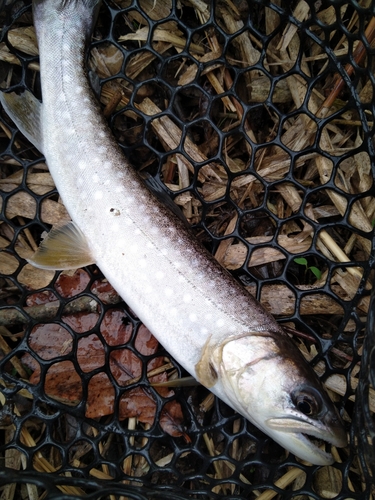 アメマスの釣果