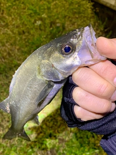 セイゴ（マルスズキ）の釣果