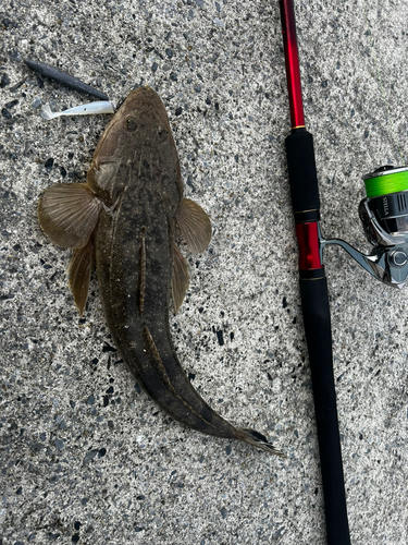 コチの釣果