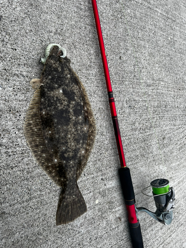 ヒラメの釣果