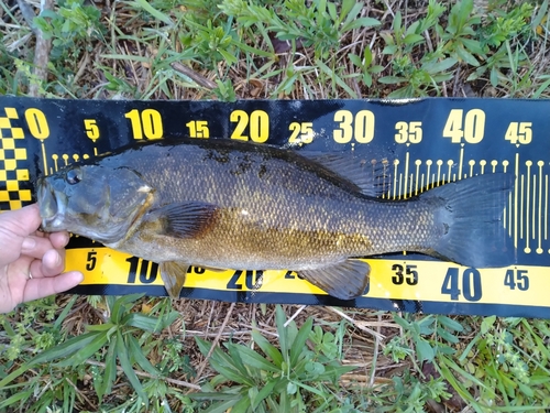 スモールマウスバスの釣果