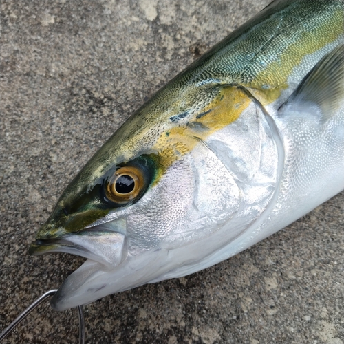 ツバイソの釣果