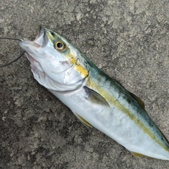 ツバイソの釣果