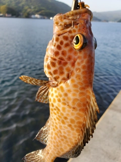 オオモンハタの釣果