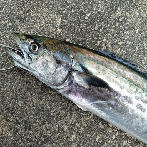 ツバイソの釣果