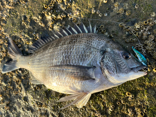 チヌの釣果