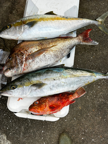 ヒラマサの釣果