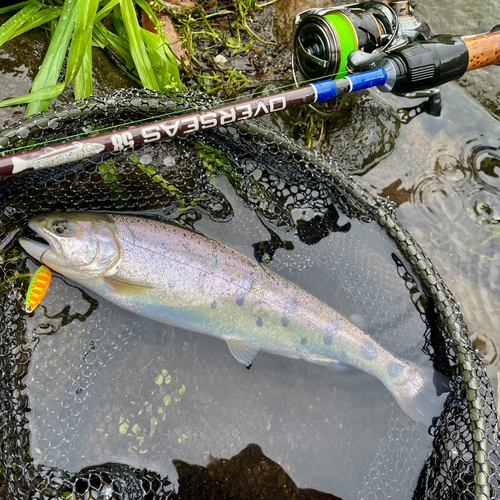 ヤマメの釣果