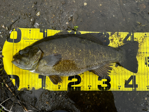 スモールマウスバスの釣果