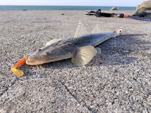 マゴチの釣果