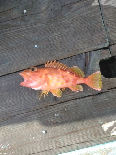 ユメカサゴの釣果