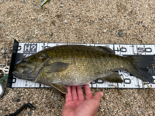 スモールマウスバスの釣果