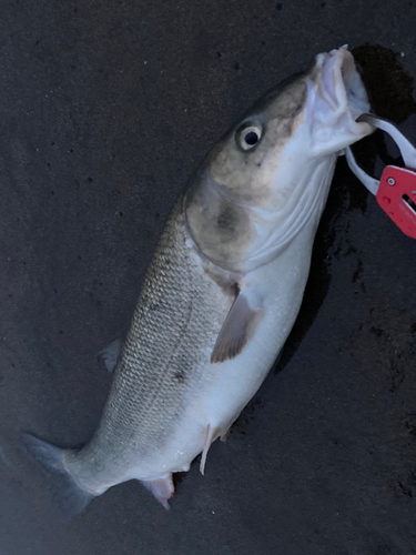 マルタウグイの釣果