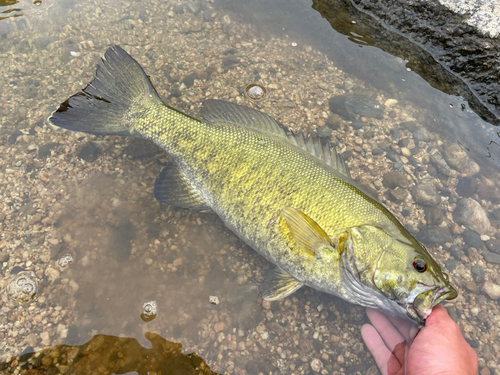 スモールマウスバスの釣果