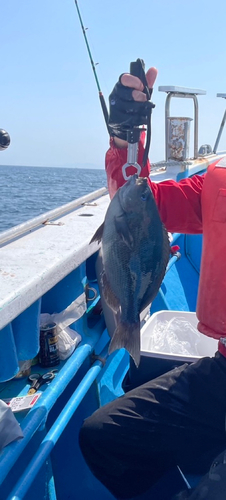 メジナの釣果