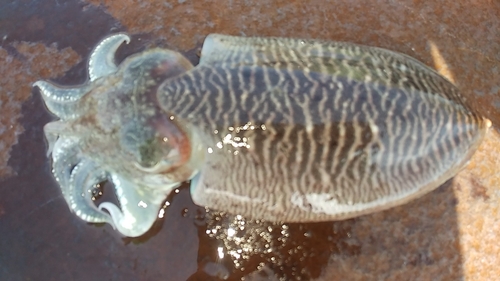 コウイカの釣果