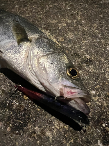 スズキの釣果