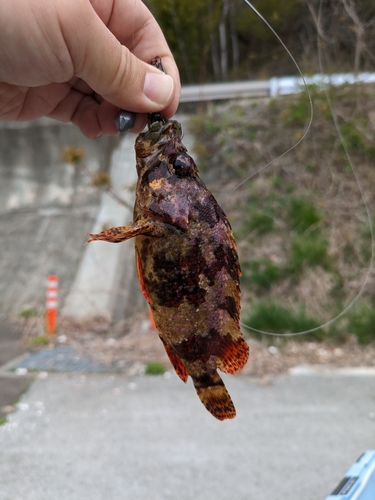 ヨロイメバルの釣果